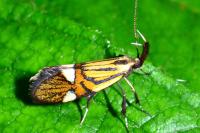 Alabonia geoffrella