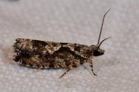 Zeiraphera isertana