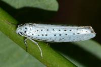 Yponomeuta evonymella