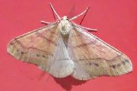 Phigaliohybernia aurantiaria