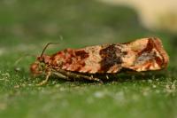 Celypha cespitana
