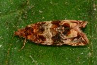 Celypha cespitana