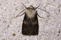 Agrotis puta