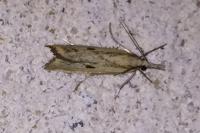 Agriphila inquinatella