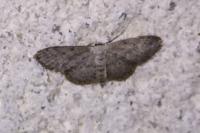 Idaea seriata