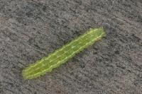 Hypena proboscidalis