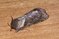 Triodia sylvina