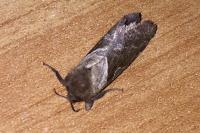 Triodia sylvina