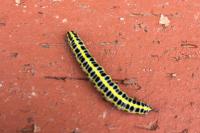 Calophasia lunula