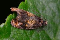 Celypha aurofasciana