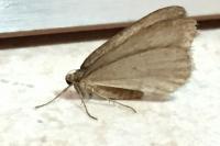 Operophtera brumata
