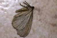 Operophtera brumata