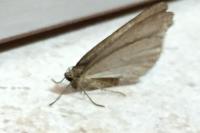 Operophtera brumata