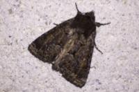 Thalpophila matura