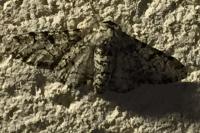Biston betularia
