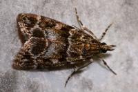 Eudonia mercurella