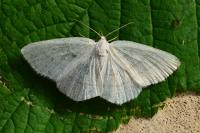 Cabera pusaria