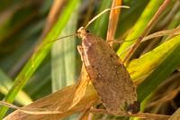 Agonopterix heracliana