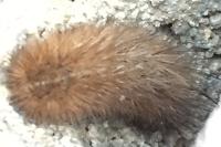 Phragmatobia fuliginosa