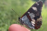 Limenitis reducta