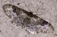 Idaea rusticata