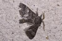 Drymonia querna