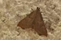 Endotricha flammealis
