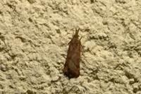 Synaphe punctalis