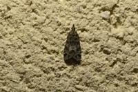 Eudonia mercurella