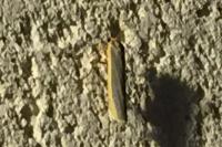 Manulea complana
