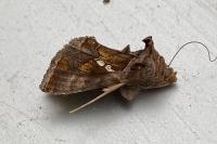 Chrysodeixis chalcites