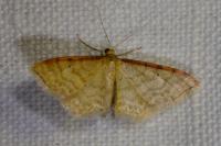 Idaea humiliata