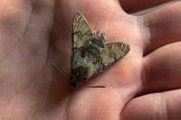 Macroglossum stellatarum