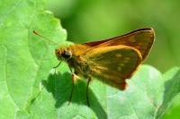 Ochlodes sylvanus