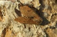 Sunira circellaris