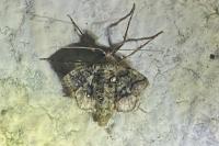 Phigaliohybernia marginaria