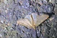 Alsophila aescularia