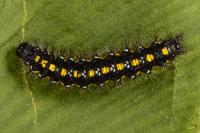 Callimorpha dominula