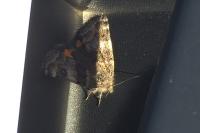 Archiearis parthenias