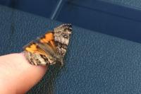 Archiearis parthenias