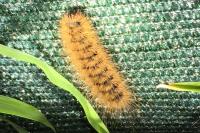 Phragmatobia fuliginosa