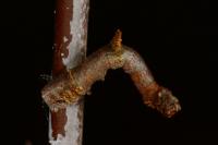 Opisthograptis luteolata