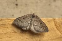 Aleucis distinctata