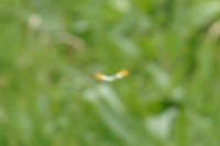 Anthocharis cardamines