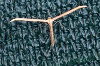 Emmelina monodactyla