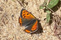Lycaena phlaeas