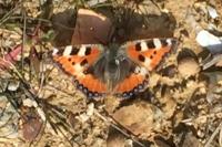 Aglais urticae