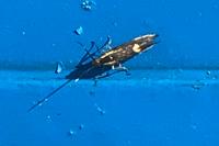 Esperia sulphurella