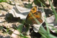 Lasiommata megera