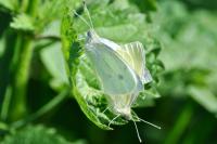 Pieris rapae